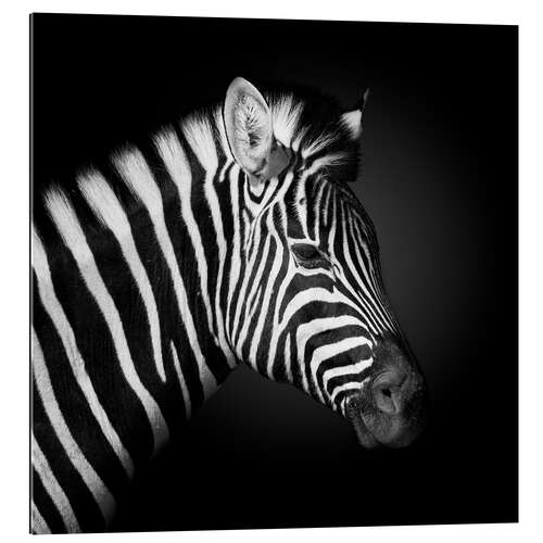 Gallery print Zebra