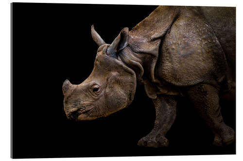 Acrylic print Rhinoceros