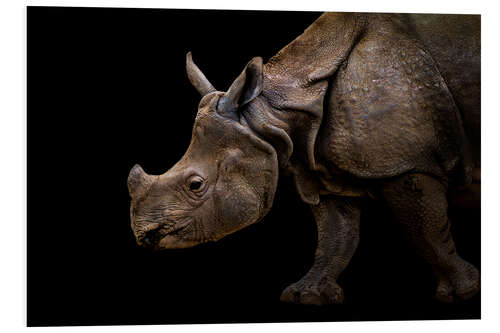 Foam board print Rhinoceros