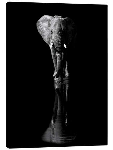 Canvas print Elephant