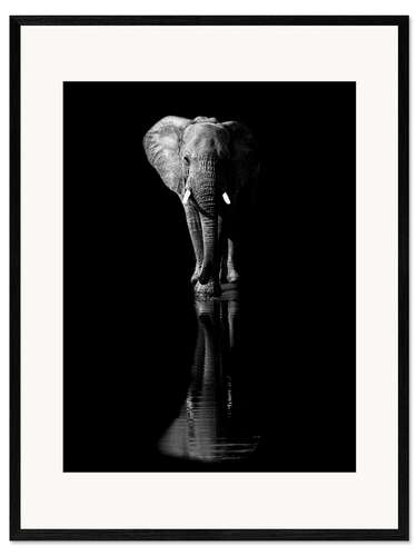 Framed art print Elephant