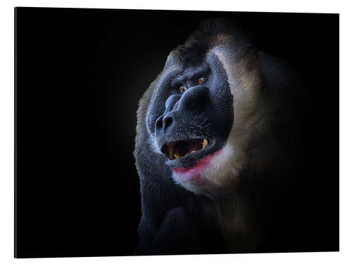 Aluminium print Mandrill