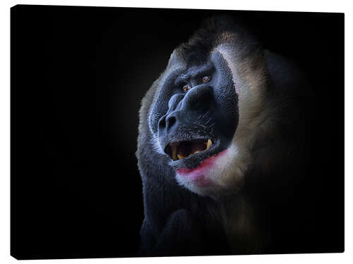 Canvas print Mandrill