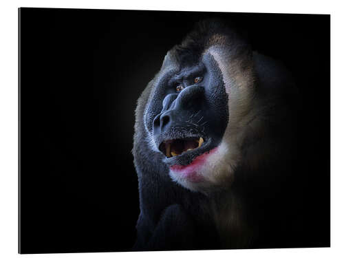 Galleritryck Mandrill