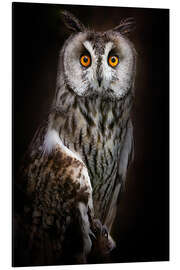 Aluminium print Long-eared Owl