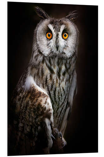 Foam board print Long-eared Owl