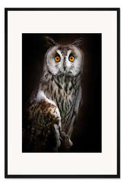 Gerahmter Kunstdruck Waldohreule