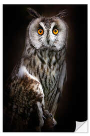 Wall sticker Long-eared Owl