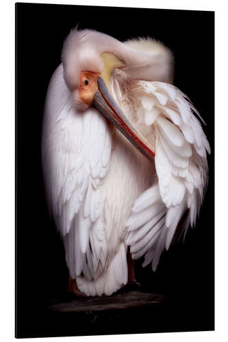 Aluminiumsbilde Pelican portrait