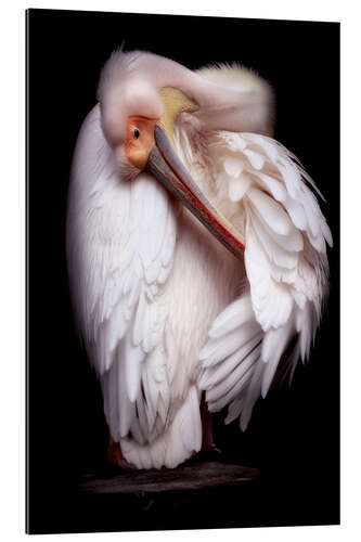 Galleritryk Pelican portrait