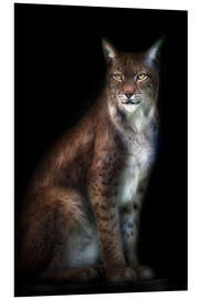 Foam board print Lynx portrait