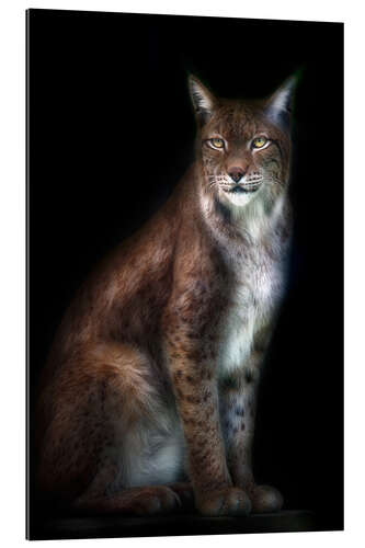 Gallery print Lynx portrait