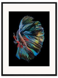 Gerahmter Kunstdruck Der Betta-Fisch