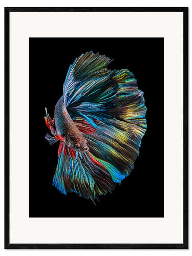 Framed art print The betta fish