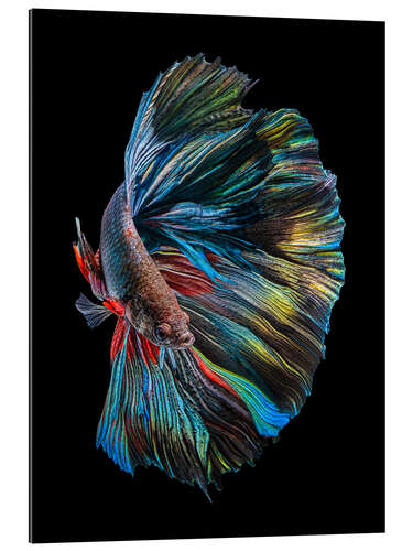 Galleriataulu The betta fish