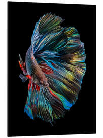 Magnettafel Der Betta-Fisch