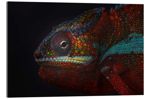 Acrylic print Red chameleon