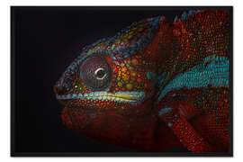 Gerahmter Kunstdruck Rotes Chamäleon