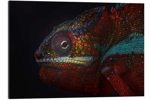 Galleriprint Red chameleon