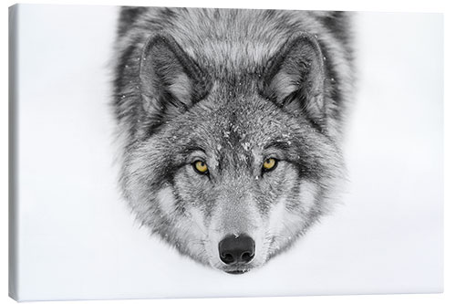 Canvas print Timber Wolf