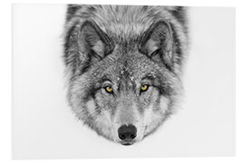 Foam board print Timber Wolf