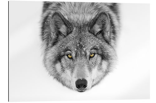 Galleriprint Timber Wolf