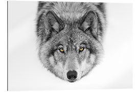 Gallery print Timber Wolf