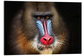 Tableau en verre acrylique Mandrill sauvage en noir