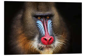 Aluminium print Wild mandrill in black