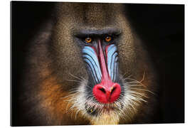 Galleritryk Wild mandrill in black