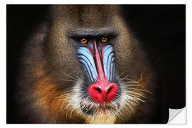 Selvklebende plakat Wild mandrill in black