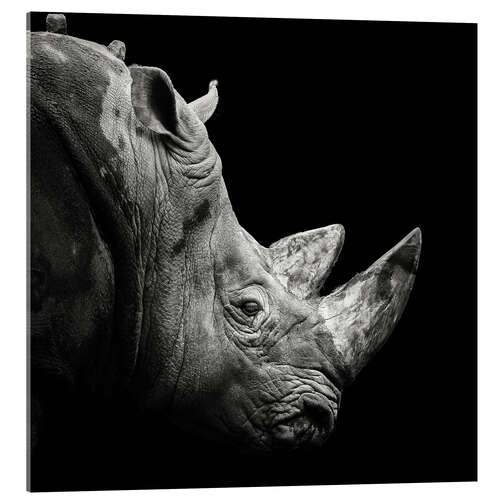 Acrylic print Rhino