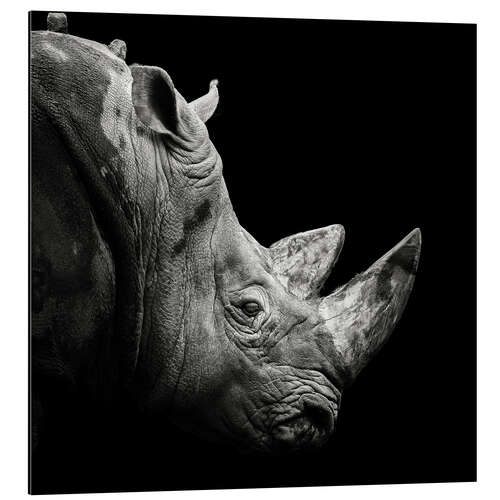 Aluminium print Rhino