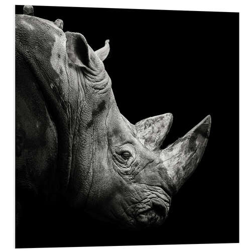 Foam board print Rhino