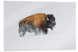 Acrylglasbild Bison im Schnee