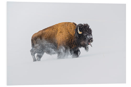 Tableau en PVC Bison dans la neige