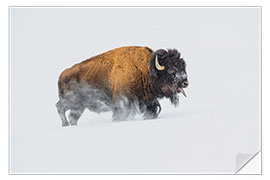 Selvklebende plakat Bison in the snow