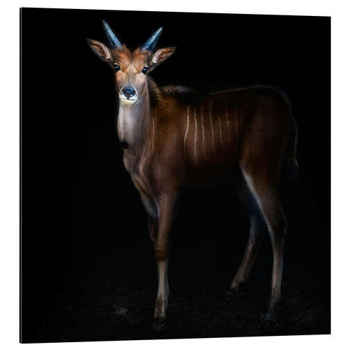 Aluminium print Eland