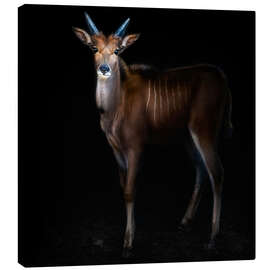 Canvas print Eland