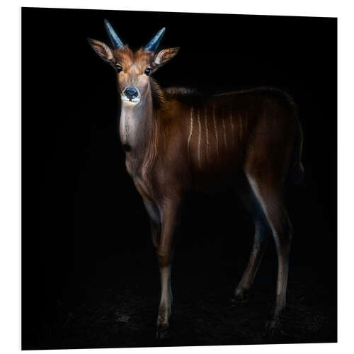 Foam board print Eland