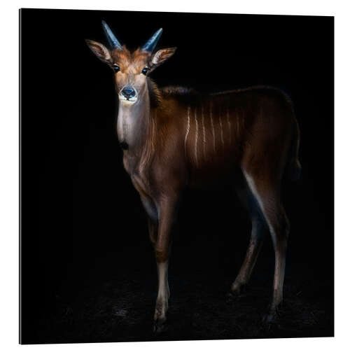 Gallery print Eland