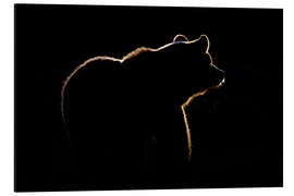 Aluminium print Bear in the back light