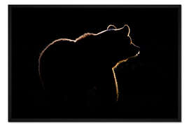 Gerahmter Kunstdruck Bär im Gegenlicht