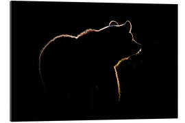 Gallery print Bear in the back light