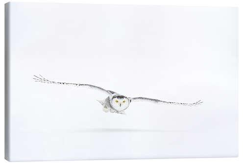 Canvas print Snowy owl on the hunt