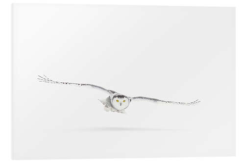 Foam board print Snowy owl on the hunt