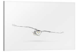 Magnettafel Schnee-Eule auf der Jagd