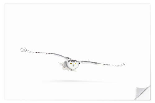 Sisustustarra Snowy owl on the hunt