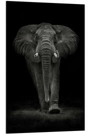 Magnettafel Ngorongoro-Bulle