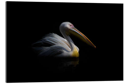 Akrylbilde Pelican in the dark ...